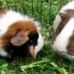 Zwei Meerschweinchen im Gras