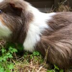 Braun-weißes Meerschweinchen frisst auf einer Wiese