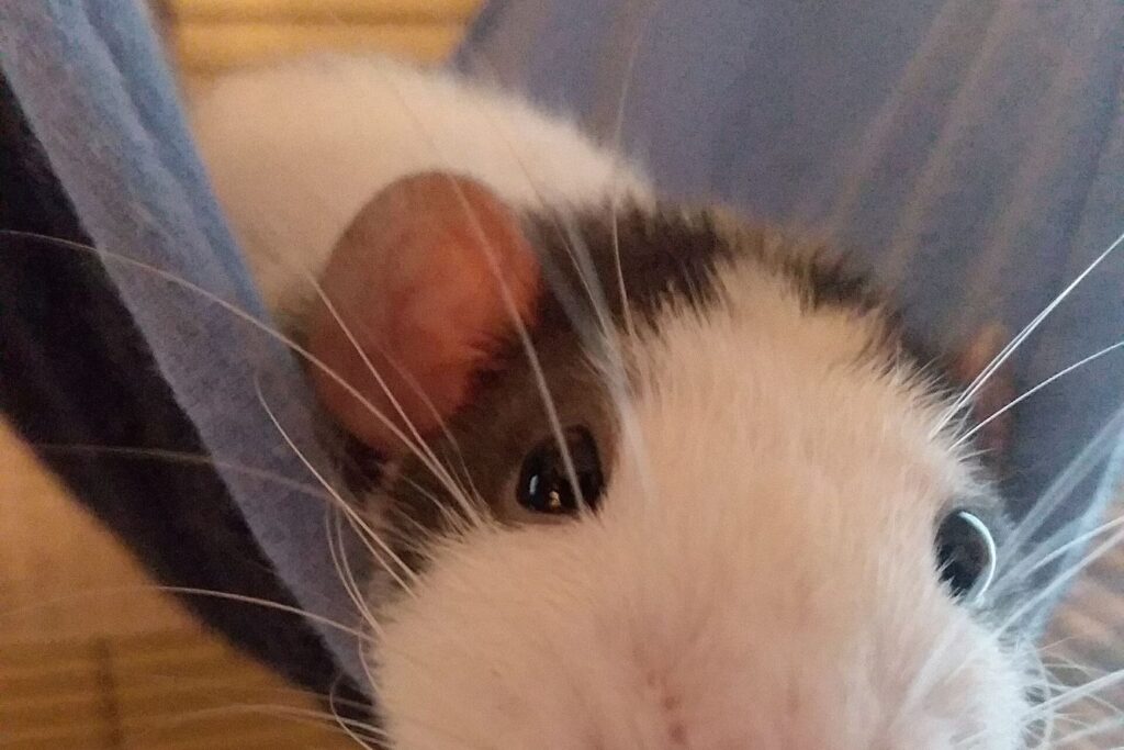 Ratte liegt in einer Hängematte im Käfig