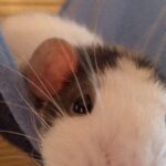 Ratte liegt in einer Hängematte im Käfig