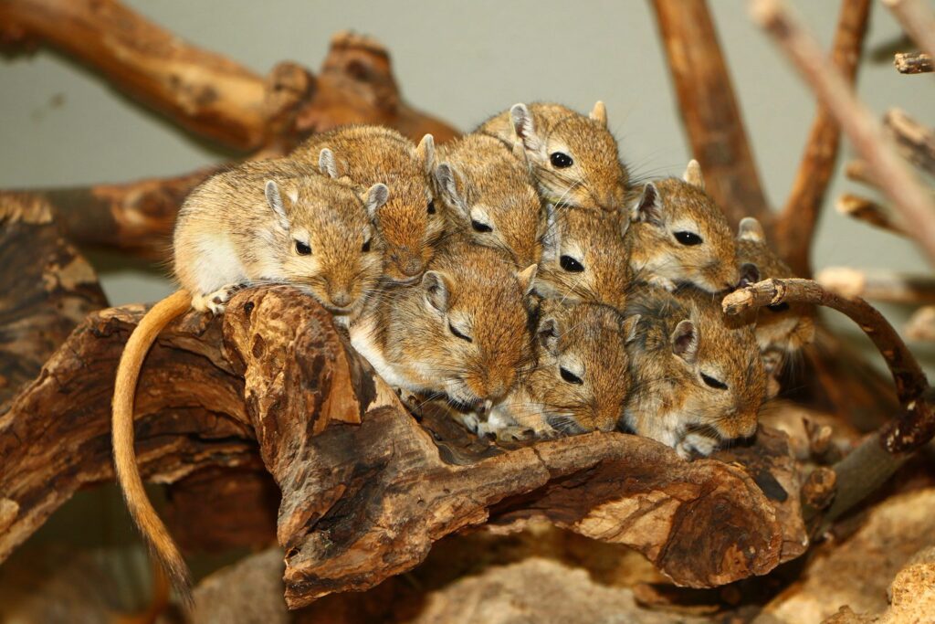 Mehrere junge Rennmäuse kuscheln auf einer Wurzel