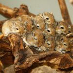 Mehrere junge Rennmäuse kuscheln auf einer Wurzel