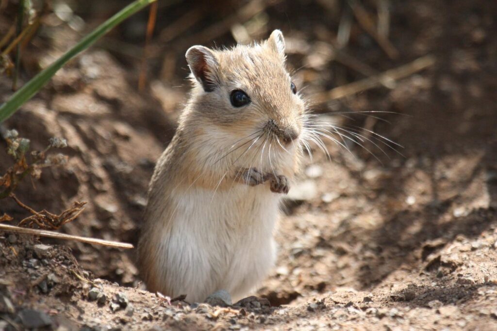 Mongolische Rennmaus sitzt aufrecht