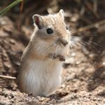 Mongolische Rennmaus sitzt aufrecht