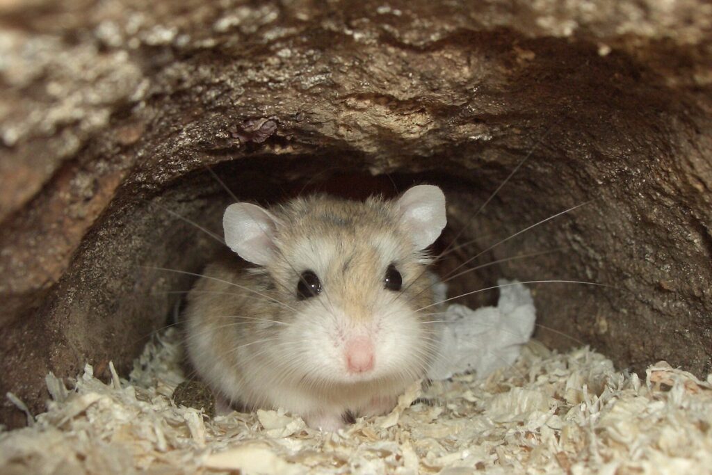 Roborowski-Zwerghamster schaut aus einer Höhle in der Einstreu