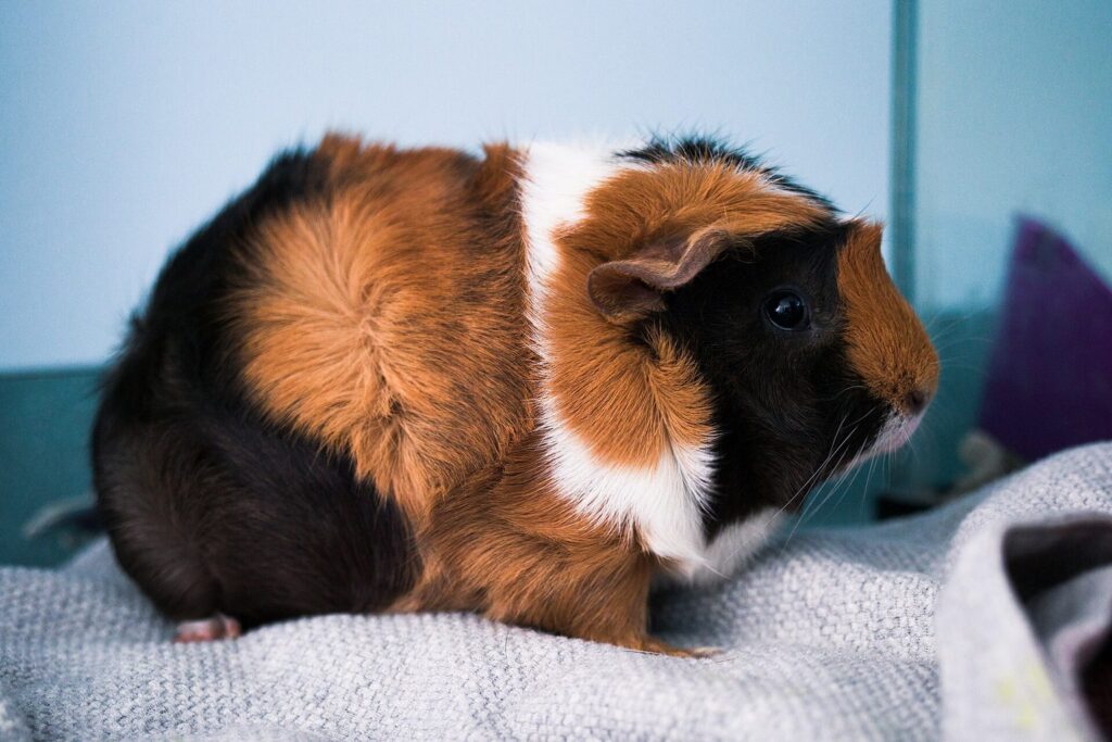 Dreifarbiges Abessinier-Meerschweinchen sitzt auf einer Decke