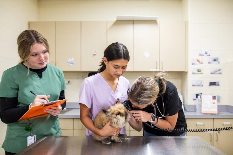 Tiermedizinisches Team untersucht die Ohren eines Kaninchens