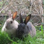 Zwei Kaninchen sitzen im Schatten vor einem Zaun