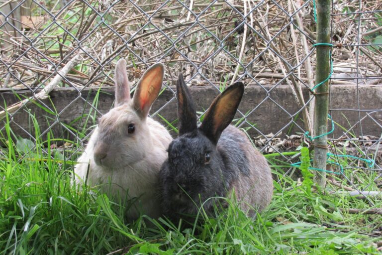 Zwei Kaninchen sitzen im Schatten vor einem Zaun