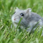 Grauer Zwerghamster sitzt im Gras
