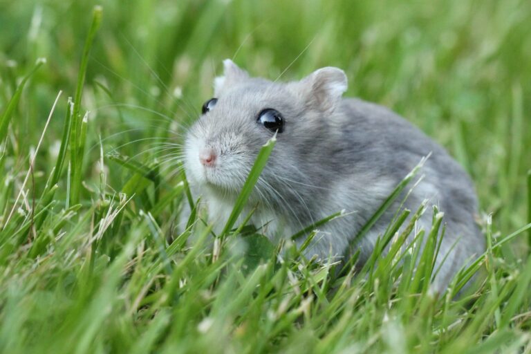 Grauer Zwerghamster sitzt im Gras